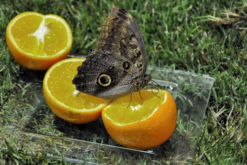 Immagine con farfalla, ali, arance, prato, verde, limoni, erba, giallo, agrumi, frutta, arancia