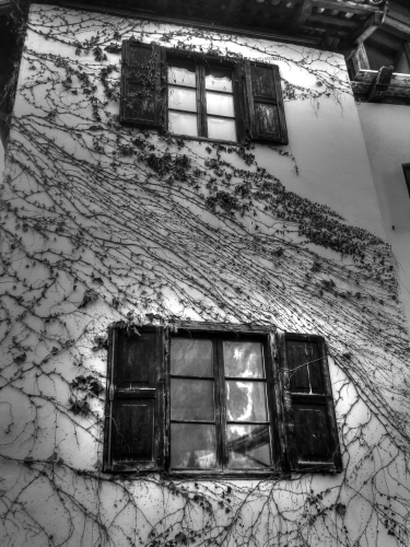 Immagine con finestre, edera, vetri, persiane, bianconero, rampicante, palazzo, casa, due, ante, muro, imposte, facciata, vetro, aperte, riflesso, pianta