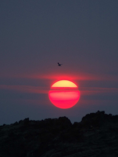 Immagine con tramonto, sole, uccello, nuvole, rosso, montagna, alba, cielo, controluce, alberi