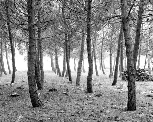 Immagine con alberi, rami, bosco, nebbia, legna, tronchi, catasta, bianconero, foschia, sassi, pini