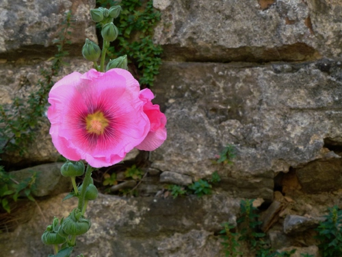 Immagine con fiore, muro, rosa, verde, petali, pietre, erba, foglie, fiori, giallo, sassi, fessure, pietra