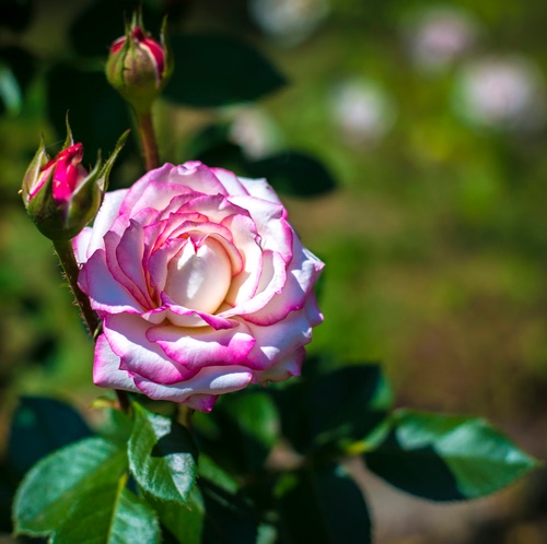 Immagine con foglie, rosa, petali, fiore, boccioli, verde, rosso, sfocato, fiori, bianco, pianta