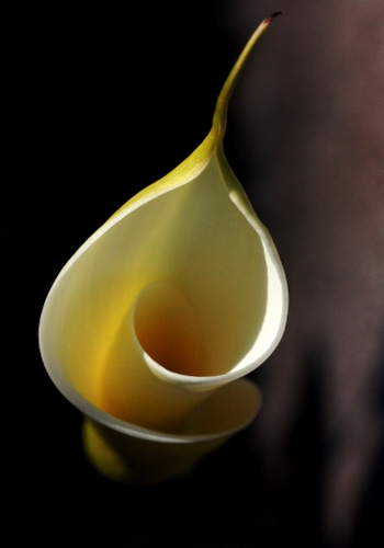 Immagine con fiore, bianco, calla, spirale, giallo, sfocato, curve, nero, natura, petali, macro, punta