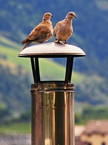 Immagine con uccelli, comignolo, due, marrone, becco, camino, animali, sfocato, volatili