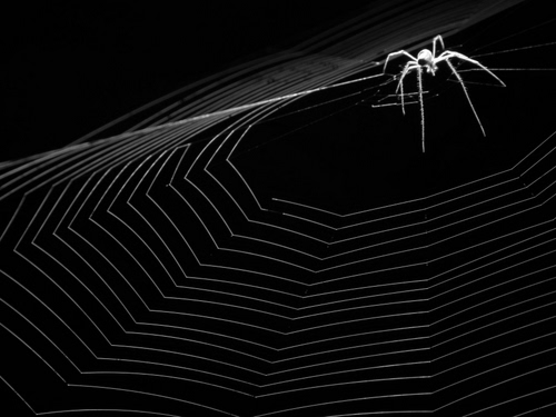 Immagine con ragno, ragnatela, bianconero, zampe, nero, animale, tela, bianco, insetto, fili, linee