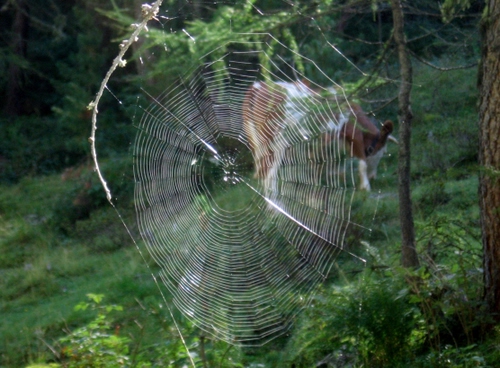 Immagine con ragnatela, verde, ragno, mucca, tela, erba, foglie, natura, cerchi, bosco