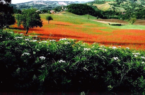 Immagine con fiori, rosso, verde, papaveri, prato, alberi, foglie, paesaggio, siepe