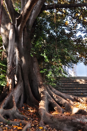 Immagine con albero, foglie, radici, tronco, rami, verde, gradini, cielo, scalini, scala, autunno, giallo, legno