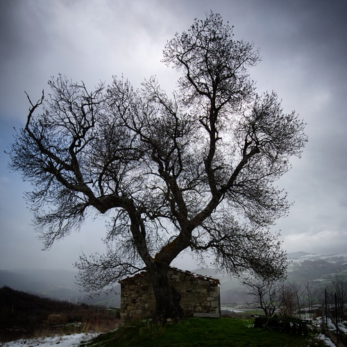 Immagine con albero, inverno, rami, casa, cielo, neve, montagna, spoglio, nebbia, nuvole