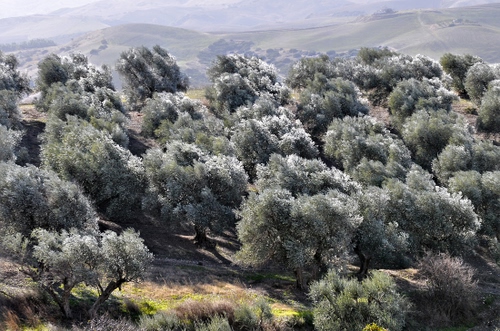Immagine con verde, alberi, ulivi, uliveto, colline, foglie, bosco, erba, piante, paesaggio, agricoltura, natura, ombre, rami