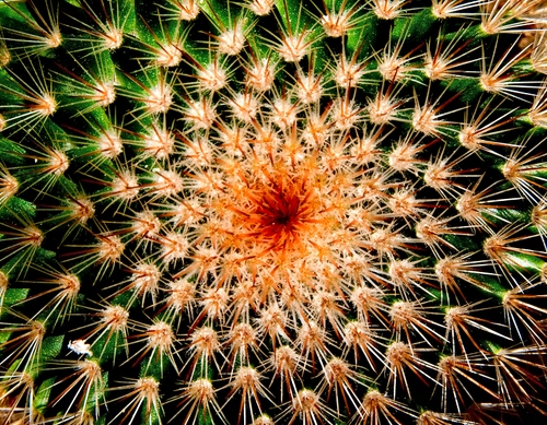 Immagine con verde, spine, spirale, pianta, cactus, arancione, rosso, macro, grasse