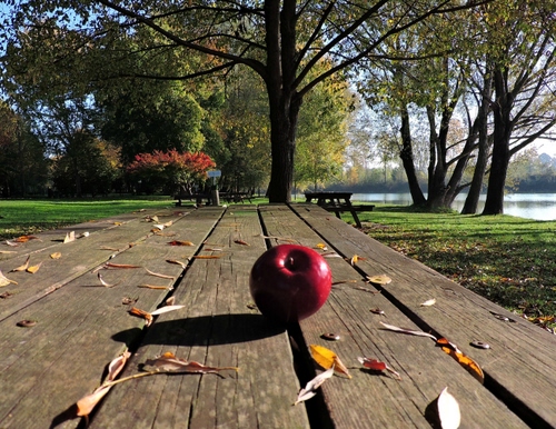 Immagine con mela, tavolo, alberi, legno, foglie, frutto, rosso