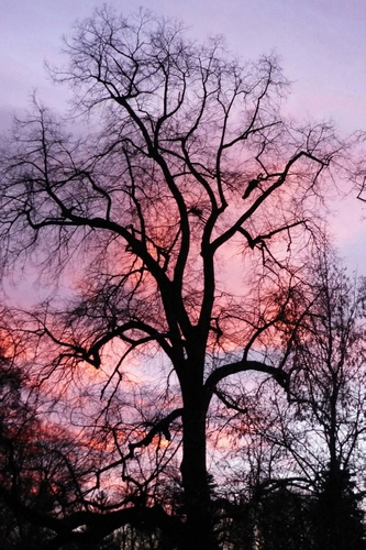 Immagine con rami, tramonto, albero, cielo, alberi, rosa, spoglio, controluce