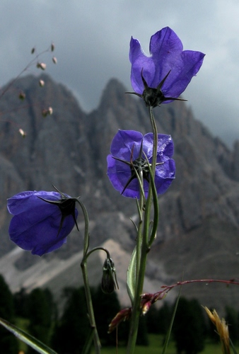 Immagine con fiori, montagne, viola, tre, steli, verde, montagna, blu