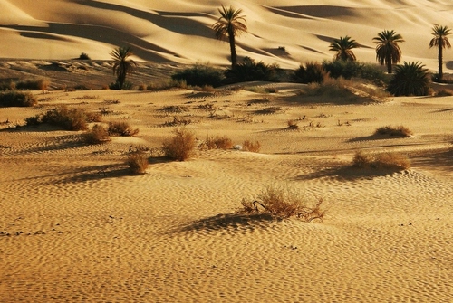 Immagine con sabbia, deserto, dune, palme, cespugli, ombre, alberi, giallo, piante, oasi