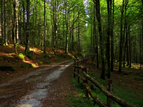 Immagine con bosco, alberi, strada, staccionata, verde, sentiero, foglie, tronchi
