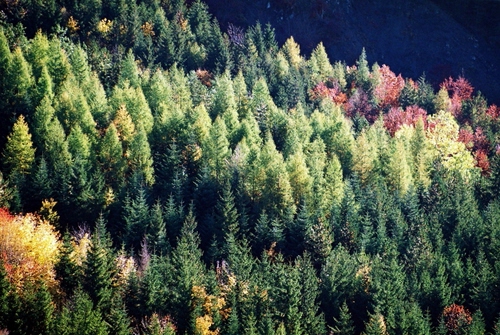 Immagine con alberi, bosco, verde, rosso, autunno, abeti, giallo, pini, piante, montagna, natura, conifere