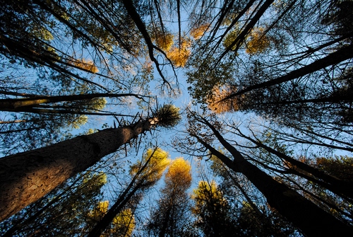 Immagine con alberi, cielo, rami, foglie, tronchi, prospettiva, bosco, blu, fusti, azzurro