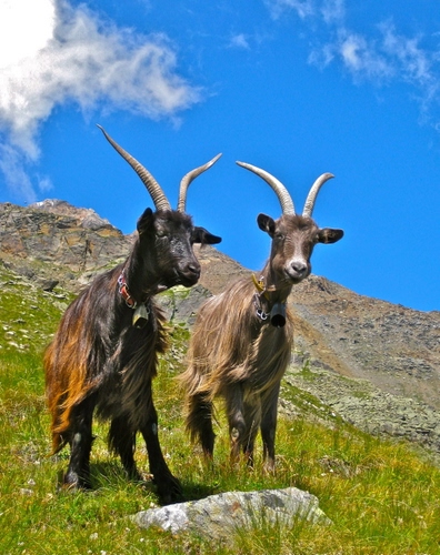 Immagine con due, corna, montagna, capre, prato, montagne, verde, cielo, stambecchi