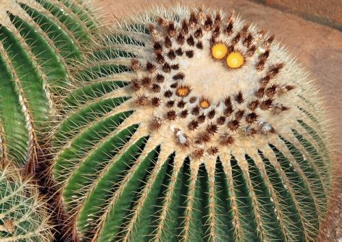 Immagine con spine, verde, pianta, cactus, fiori, cuscino, giallo, grassa, aculei, grasse, piante