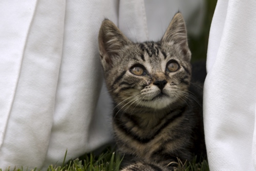 Immagine con gatto, occhi, orecchie, baffi, bianco, naso, sguardo, pelo, micio, animale, grigio, bocca, felino, gattino, erba, tigrato, vibrisse