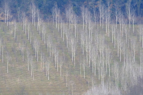 Immagine con alberi, spogli, rami, bianco, tanti, bosco, verde, filari, bianchi, campo, pioppeto, campagna