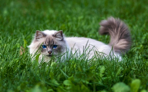 Immagine con gatto, erba, verde, occhi, prato, blu, azzurro, micio, bianco, felino, coda