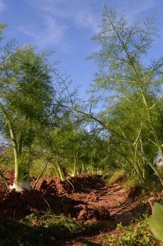 Immagine con finocchi, verde, terra, cielo, campo, verdura, piante, marrone, cibo, solco