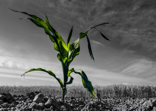 Immagine con verde, pianta, foglie, terra, bianconero, campo, cielo, sassi, grigio