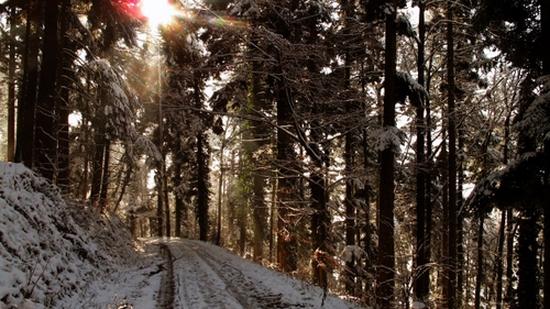 Immagine con neve, bosco, alberi, strada, sole, inverno, controluce