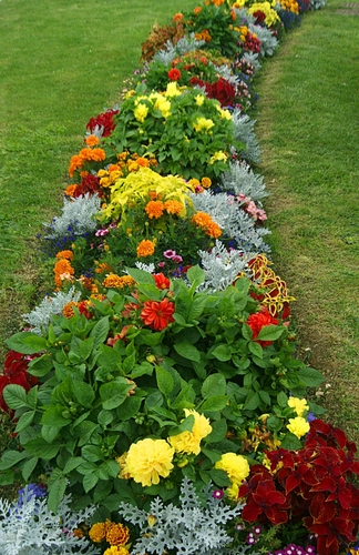 Immagine con fiori, verde, aiuola, erba, foglie, giallo, colori, piante, prato, rosso, multicolore, curva, aiuole, natura, giardino