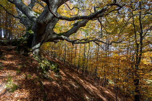 Immagine con bosco, alberi, rami, autunno, foglie, piante, ombra, giallo