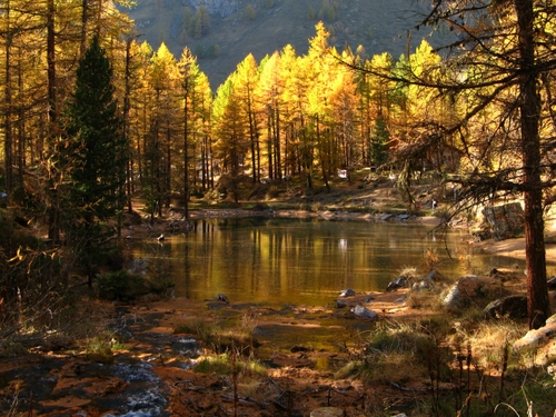 Immagine con lago, alberi, acqua, autunno, bosco, giallo, rami, riflessi, montagna, riflesso, laghetto, pietre, erba, foglie, albero, foresta, tronchi