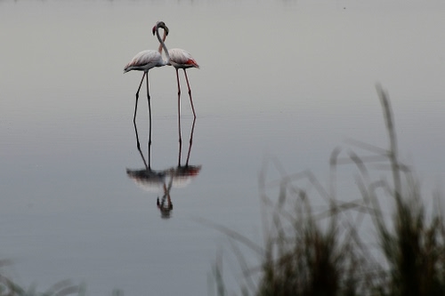 Immagine con fenicotteri, riflesso, due, acqua, uccelli, lago, erba, becchi, riflessi