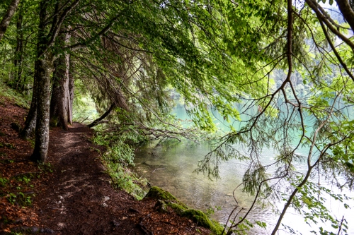 Immagine con alberi, rami, bosco, sentiero, lago, riva, foglie, verde, terra, fiume, acqua, piante