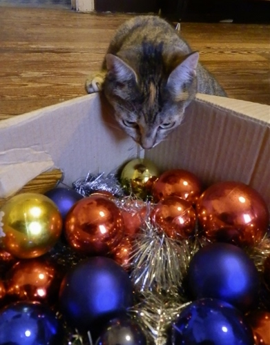 Immagine con gatto, natale, palle, scatola, colori, blu, oro, rosso, sfere, curioso