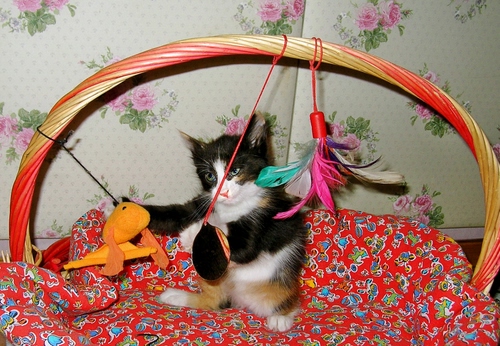 Immagine con gatto, cesto, piume, giochi, manico, micio, gattino, coperta, rosso, cestino, fiori