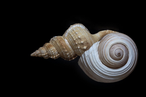 Immagine con nero, spirale, conchiglie, conchiglia, due, curve, spirali, chiocciola, chiocciole