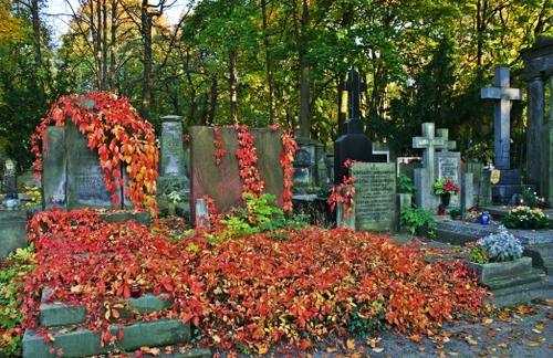 Immagine con tombe, cimitero, croci, rosso, lapidi, foglie, autunno, vite, alberi