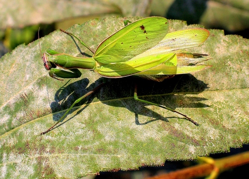 Immagine con verde, foglia, insetto, ali, mantide