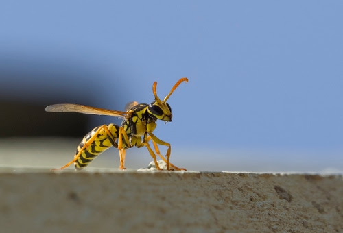 Immagine con insetto, ali, giallo, vespa, antenne, nero, macro, ape