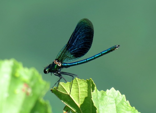 Immagine con ali, libellula, foglia, insetto, zampe, foglie, verde, azzurro, macro, sfocato, animale