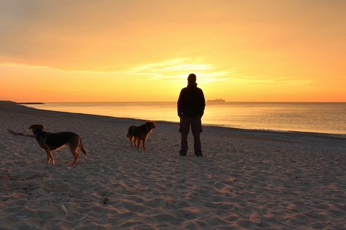 Immagine con mare, cani, tramonto, spiaggia, sabbia, uomo, controluce, persona