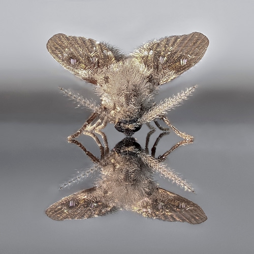 Immagine con ali, insetto, riflesso, zampe, antenne, macro, specchio, animale, peli, farfalla, peluria, mosca