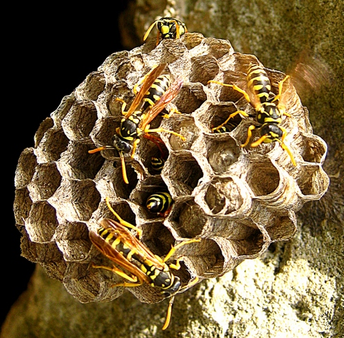 Immagine con ali, api, alveare, giallo, nero, insetti, vespe, esagono, esagoni, celle, zampe, terra, antenne, tigrate, cellette, macro, nido