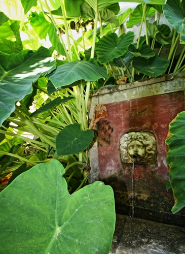 Immagine con foglie, acqua, fontana, verde, piante, pianta, zampillo, vaso