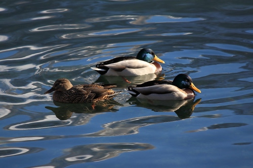 Immagine con acqua, tre, anatre, riflessi, animali, becco, piume, uccelli, lago, volatili
