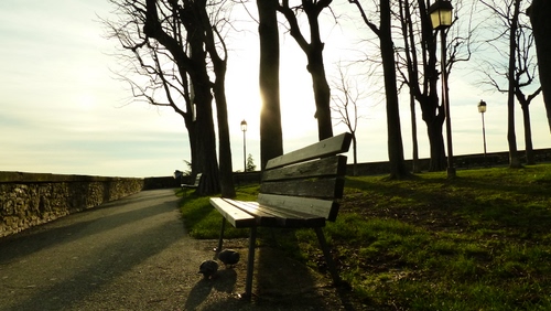 Immagine con panchina, controluce, alberi, lampioni, parco, strada, prato, viale