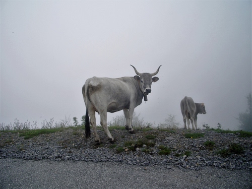 Immagine con coda, corna, mucche, nebbia, animali, erba, campanaccio, due, mucca, prato, verde, grigio, strada, vacche, foschia, bovini, sassi, zampe