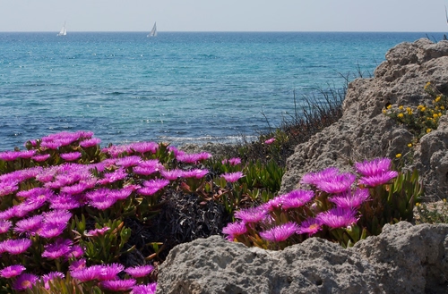 Immagine con mare, fiori, rocce, barche, acqua, erba, viola, scogli, fucsia, roccia, cielo, rosa, barca, lilla, azzurro, vela